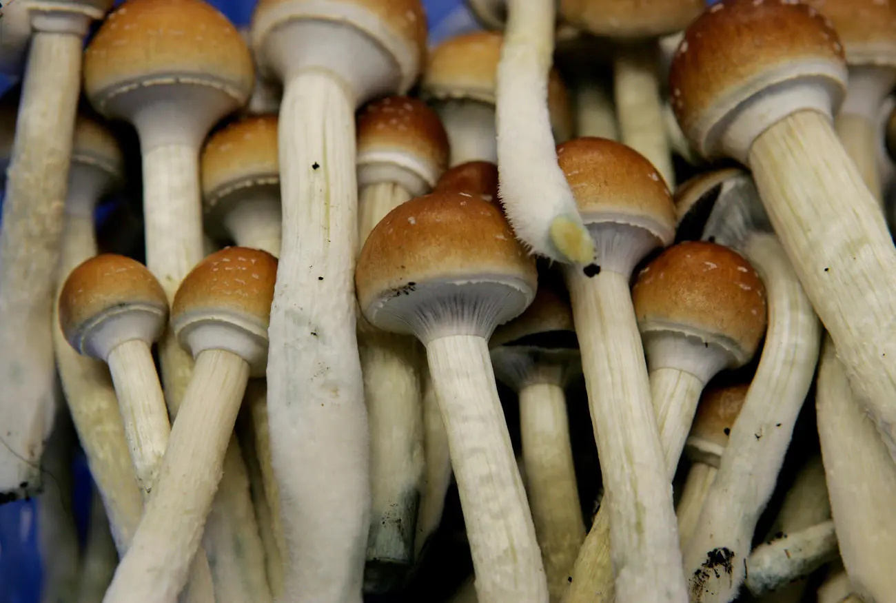 Hongos Psilocybe cubensis en primer plano